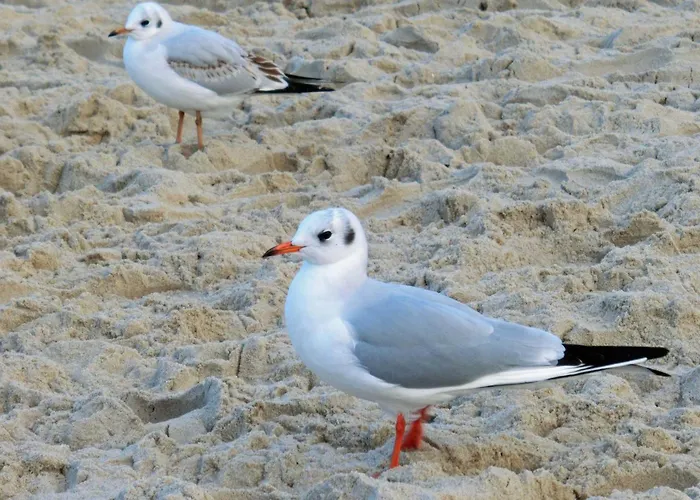Lotsenstieg 2 Kajuete 03 Karlshagen